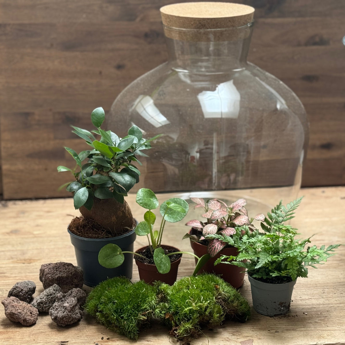 Flaschengarten DIY Set No124 - Ficus microcarpa 'Ginseng'  x Pilea peperomioides x Polystichum tsus-simense x Fittonia