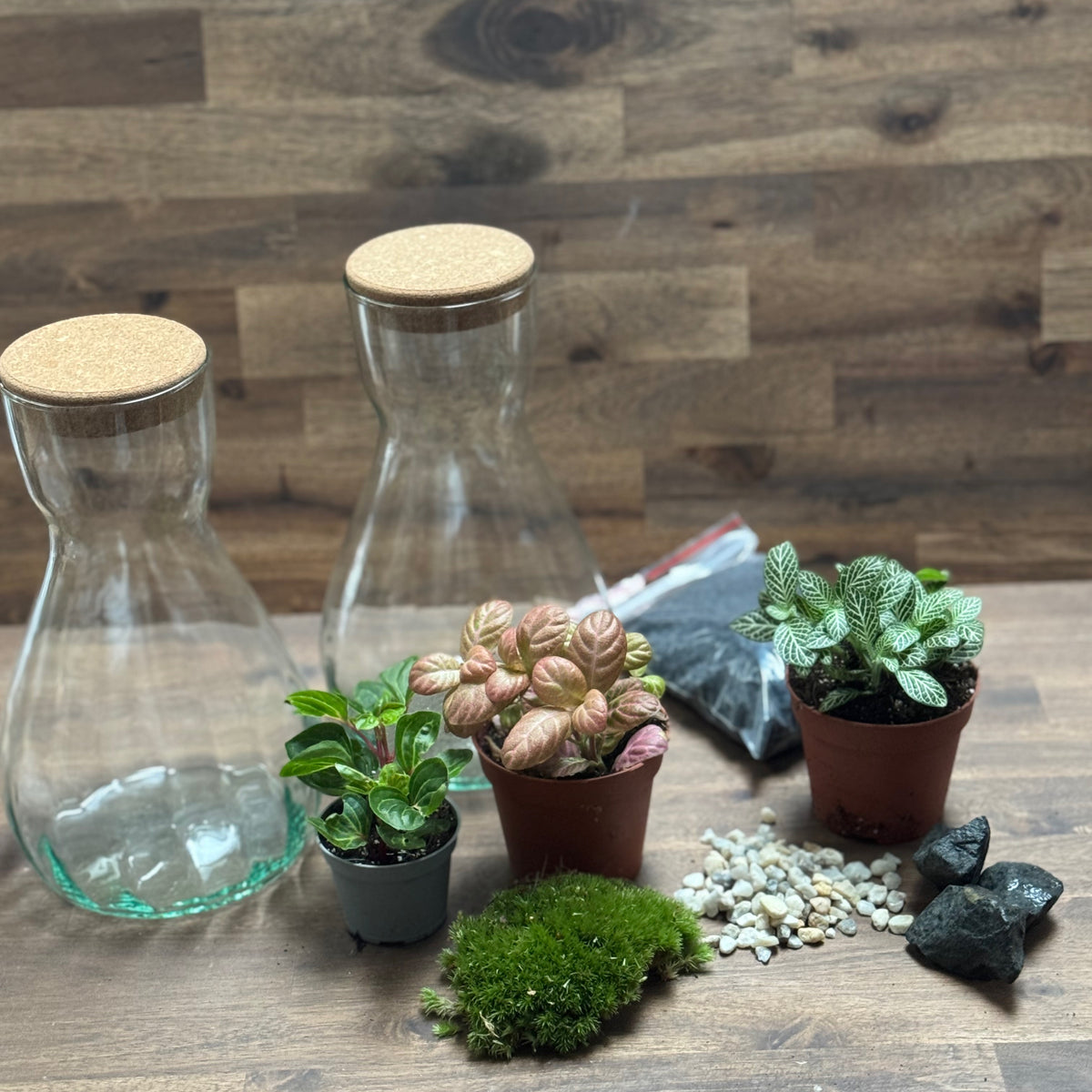 Flaschengarten DIY Set No126 - Iresine herbsitt  X Fittonia