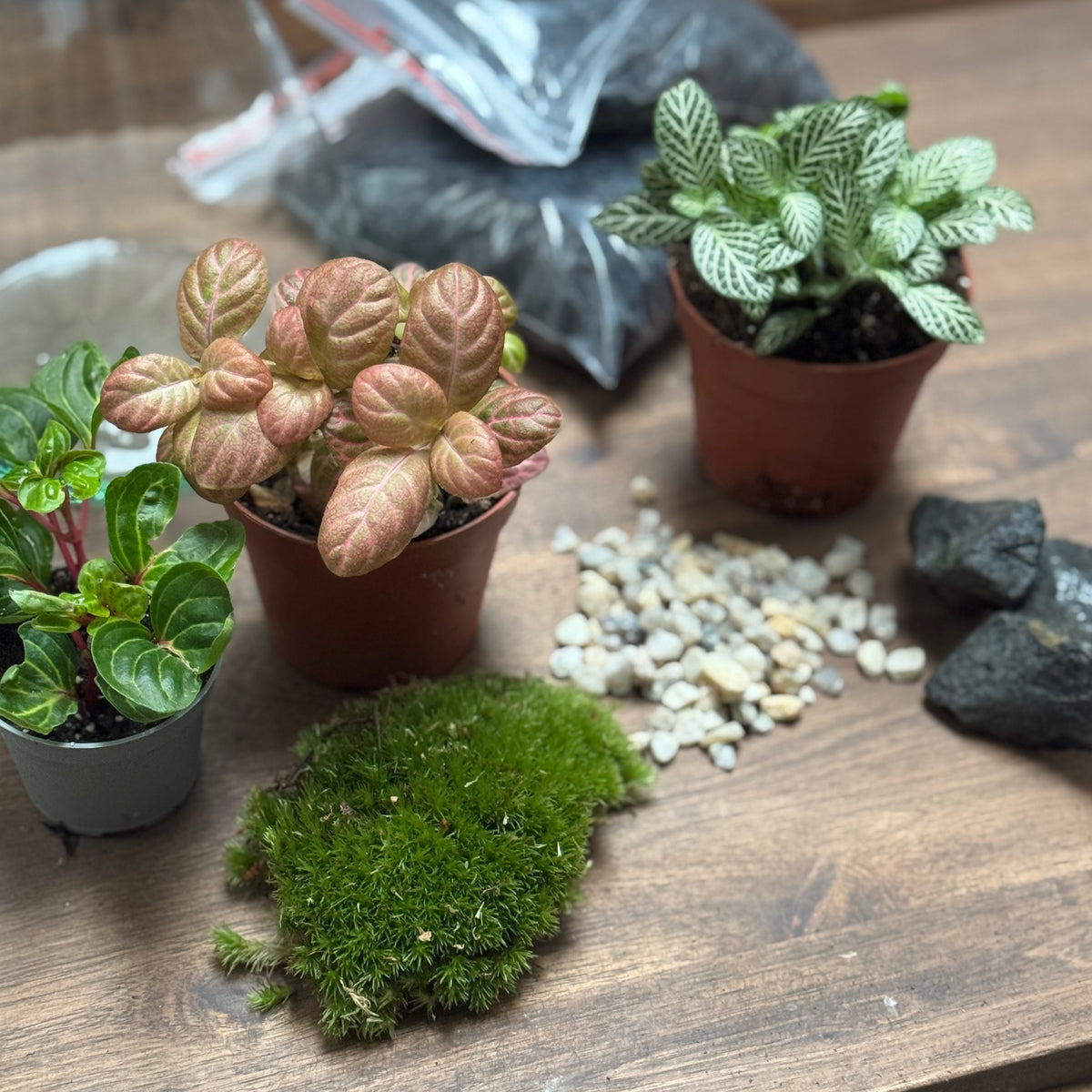 Flaschengarten DIY Set No126 - Iresine herbsitt  X Fittonia