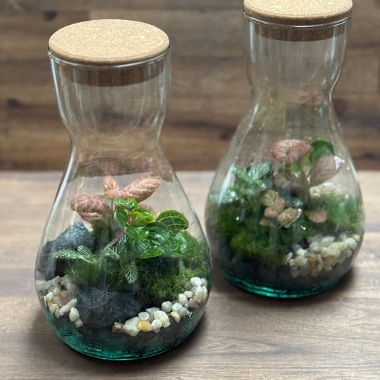 Flaschengarten DIY Set No126 - Iresine herbsitt  X Fittonia
