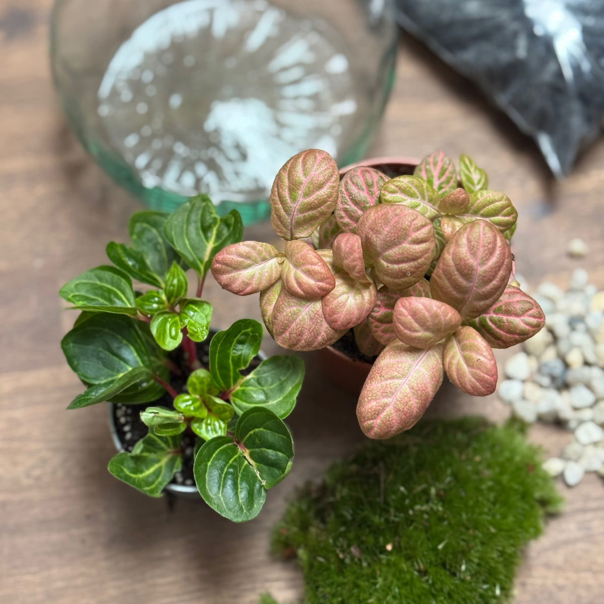 Flaschengarten DIY Set No126 - Iresine herbsitt  X Fittonia