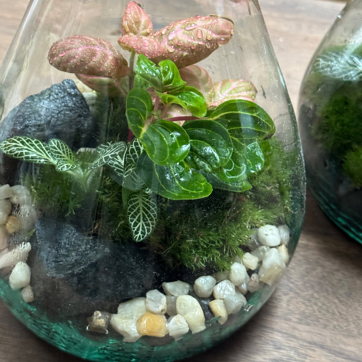 Flaschengarten DIY Set No126 - Iresine herbsitt  X Fittonia