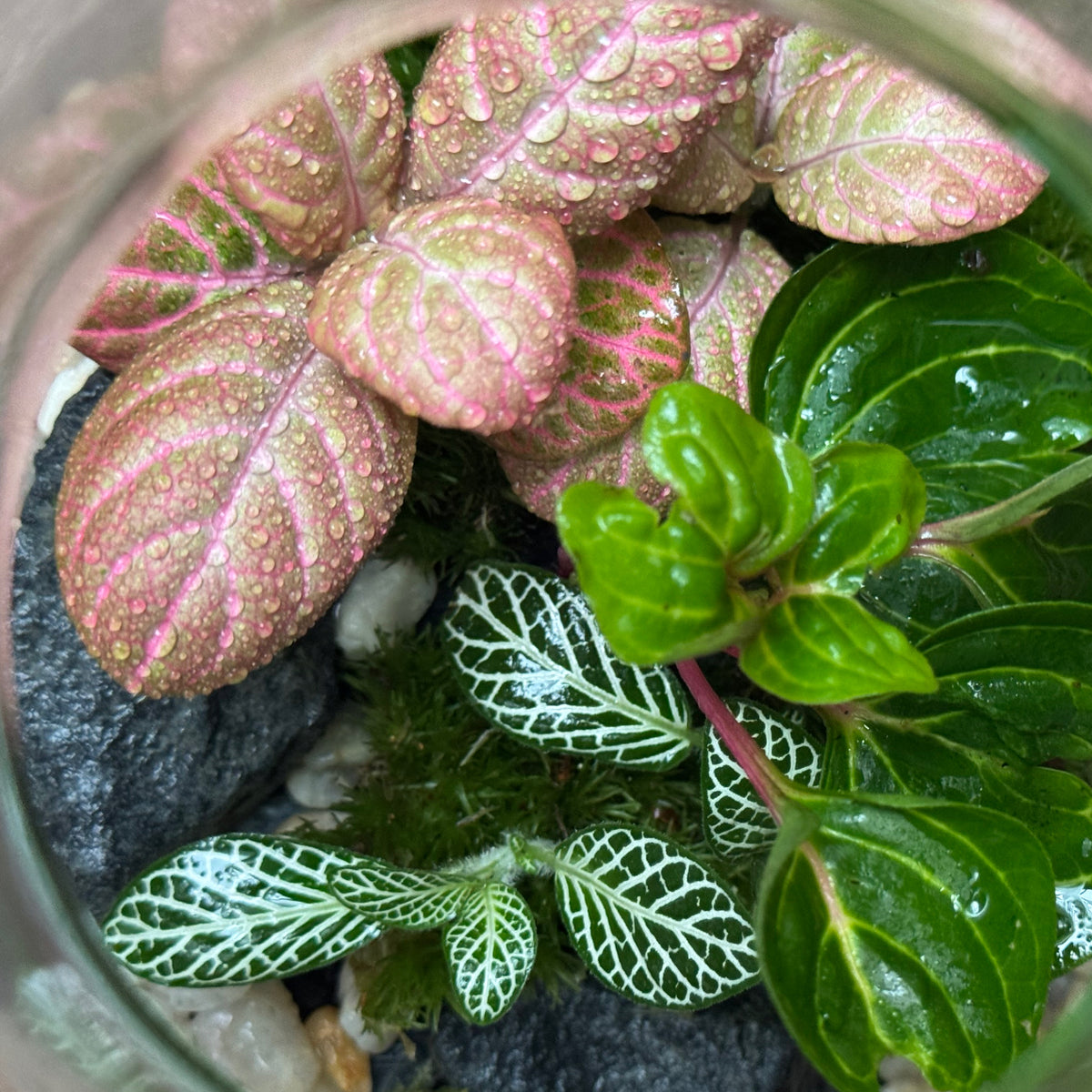 Flaschengarten DIY Set No126 - Iresine herbsitt  X Fittonia