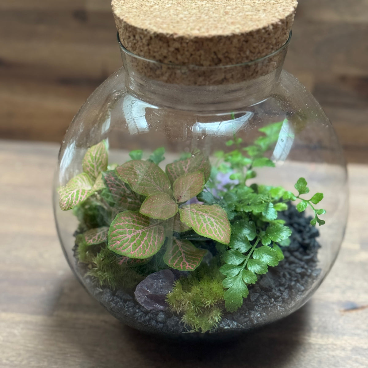 Flaschengarten DIY Set No127 Asplenium x Fittonia x Amethyst