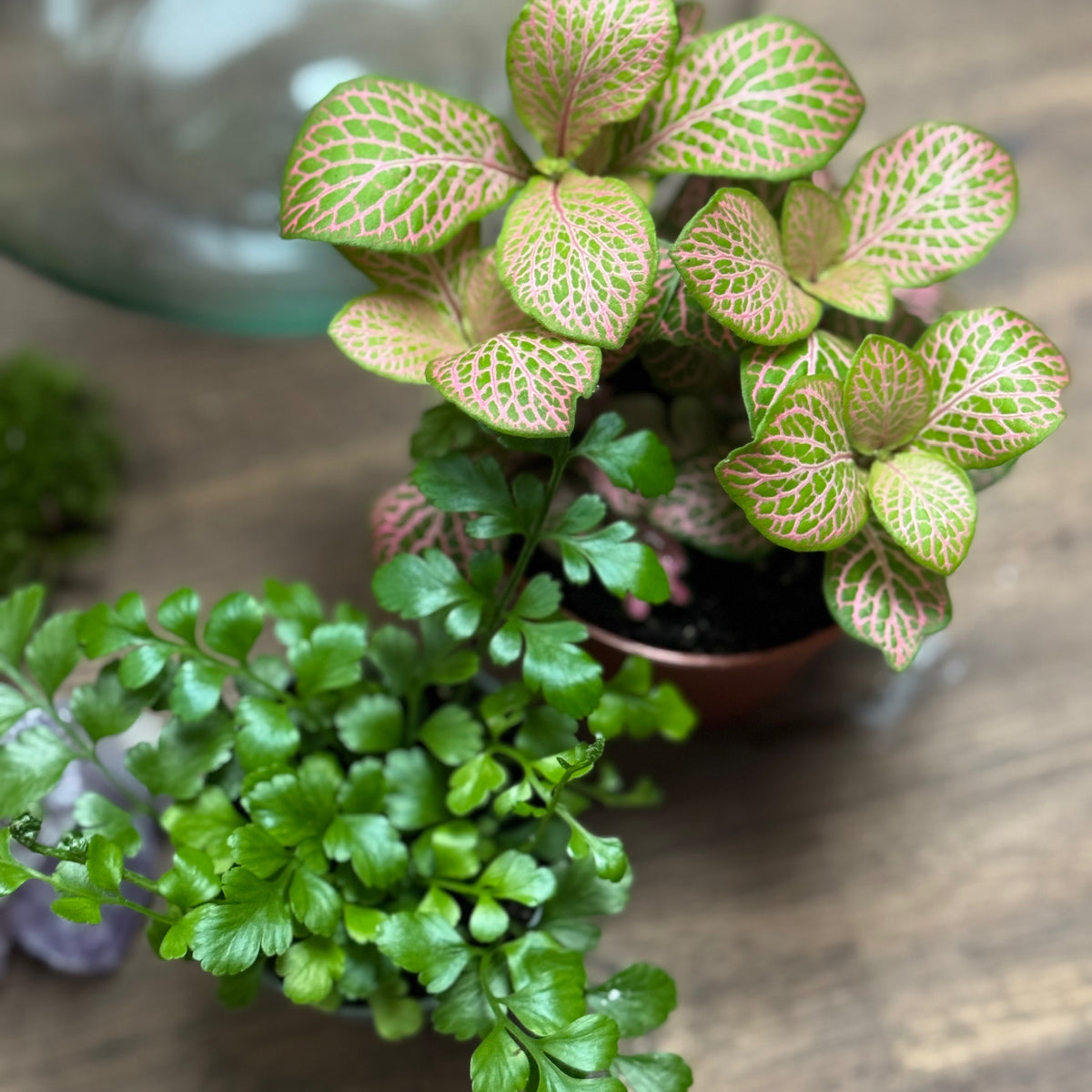 Flaschengarten DIY Set No127 Asplenium x Fittonia x Amethyst