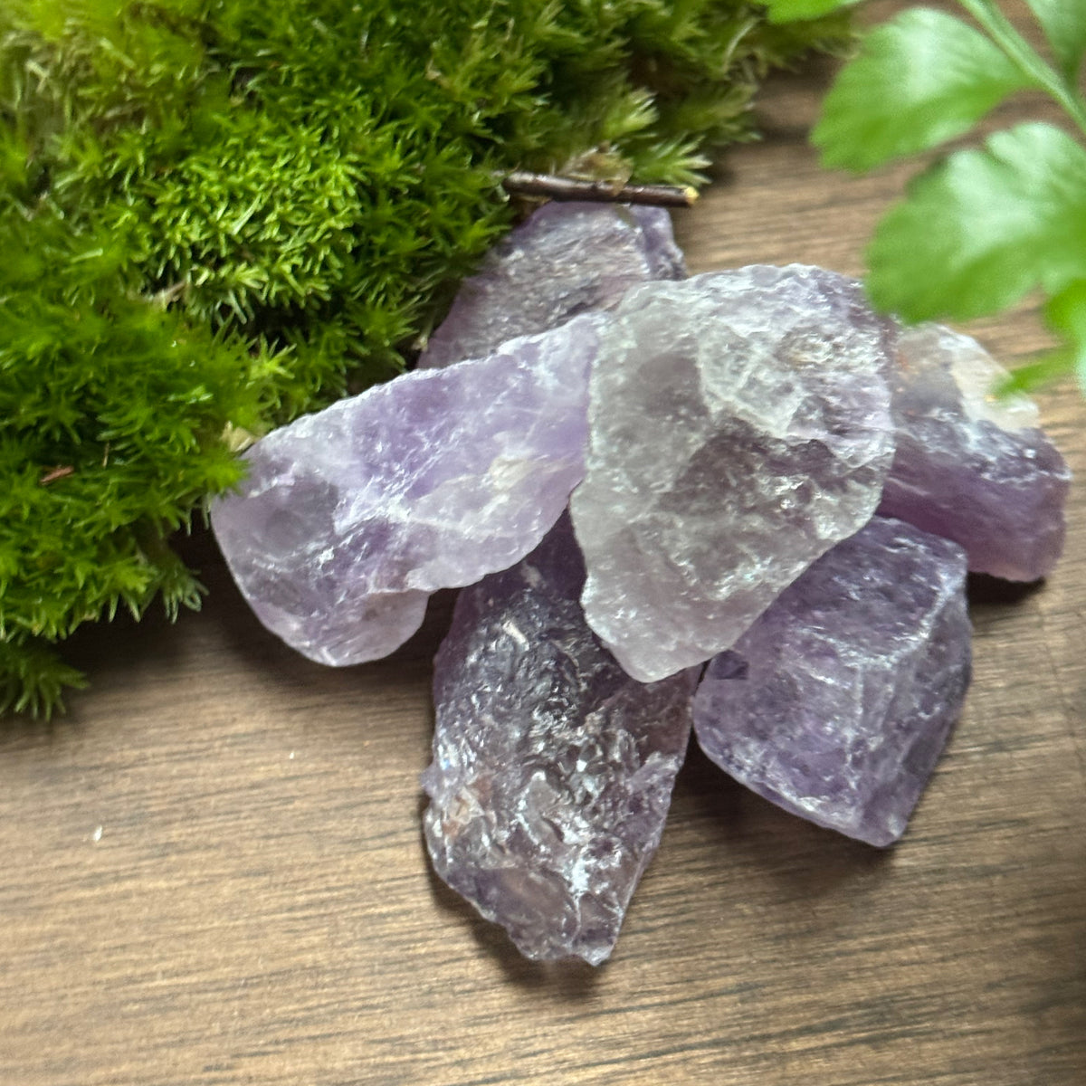 Flaschengarten DIY Set No127 Asplenium x Fittonia x Amethyst