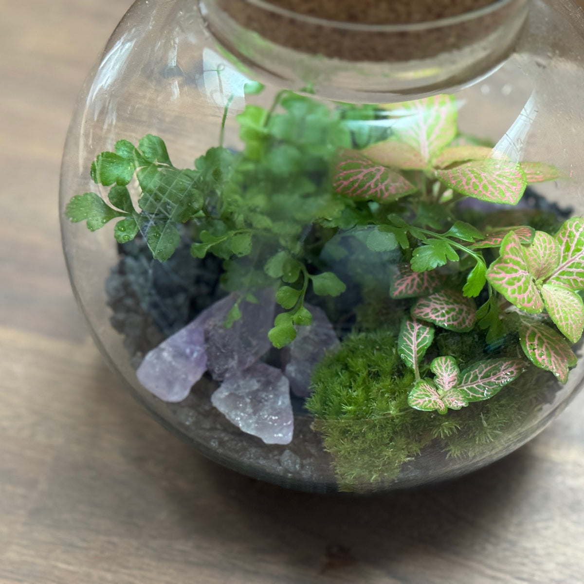 Flaschengarten DIY Set No127 Asplenium x Fittonia x Amethyst