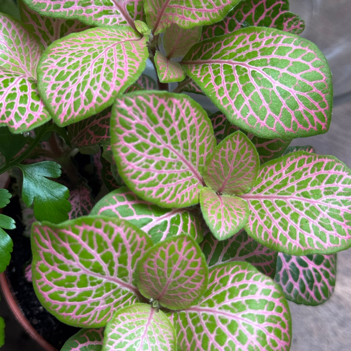 Flaschengarten DIY Set No127 Asplenium x Fittonia x Amethyst