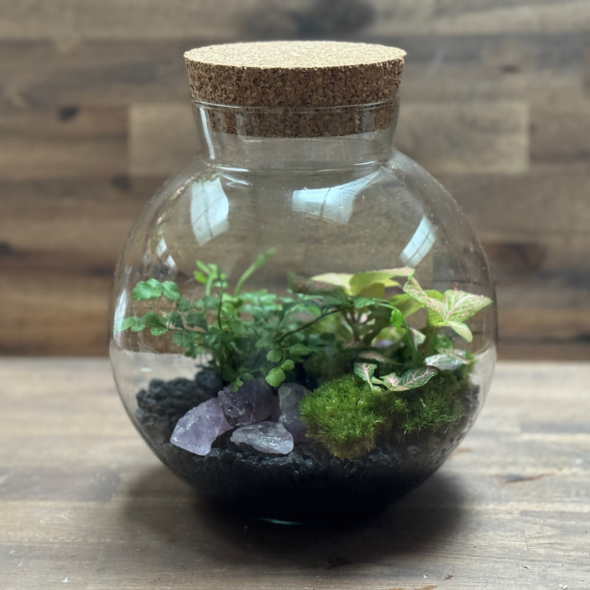 Flaschengarten DIY Set No127 Asplenium x Fittonia x Amethyst