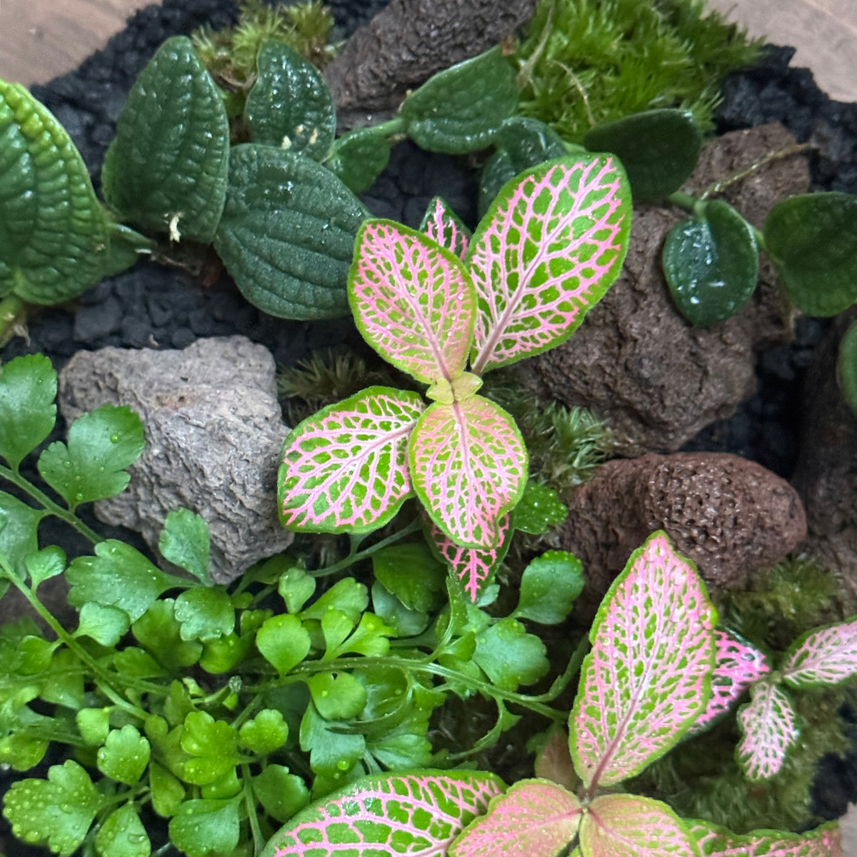 Flaschengarten DIY Set No129 - Rhaphidophora tenuis 'Silver' x Asplenium 'Parvati' x Fittonia