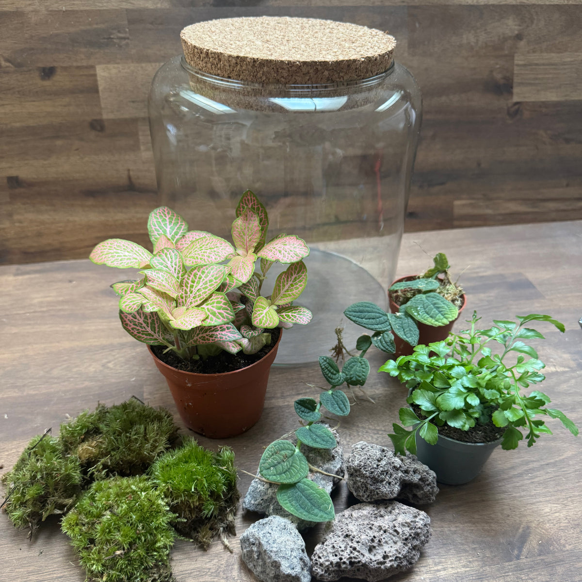 Flaschengarten DIY Set No129 - Rhaphidophora tenuis 'Silver' x Asplenium 'Parvati' x Fittonia