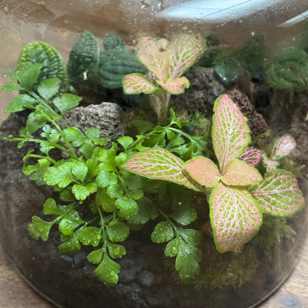 Flaschengarten DIY Set No129 - Rhaphidophora tenuis 'Silver' x Asplenium 'Parvati' x Fittonia