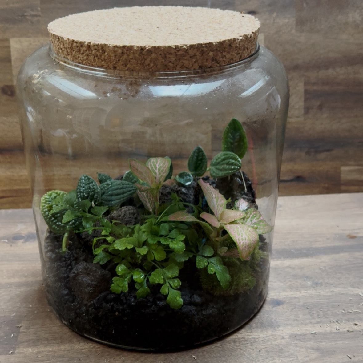 Flaschengarten DIY Set No129 - Rhaphidophora tenuis 'Silver' x Asplenium 'Parvati' x Fittonia