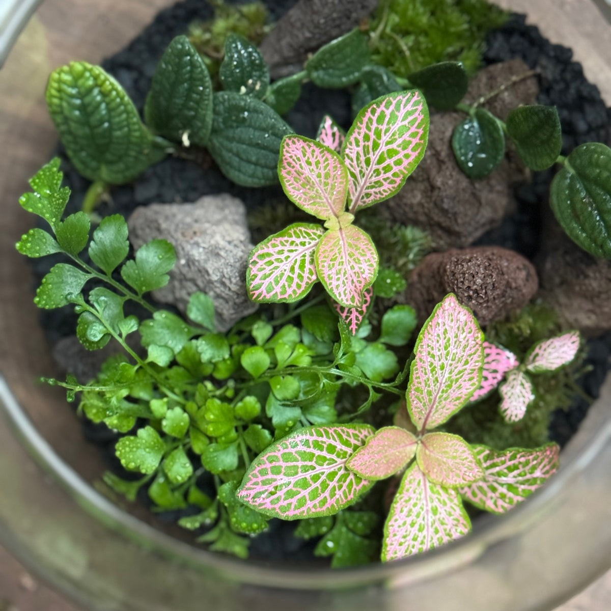 Flaschengarten DIY Set No129 - Rhaphidophora tenuis 'Silver' x Asplenium 'Parvati' x Fittonia