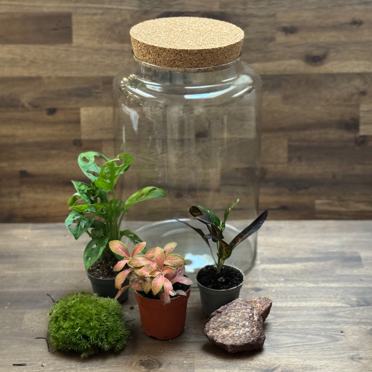 Flaschengarten DIY Set No130 - Monstera adansonii x Codiaeum 'Bush on Fire' x Fittonia