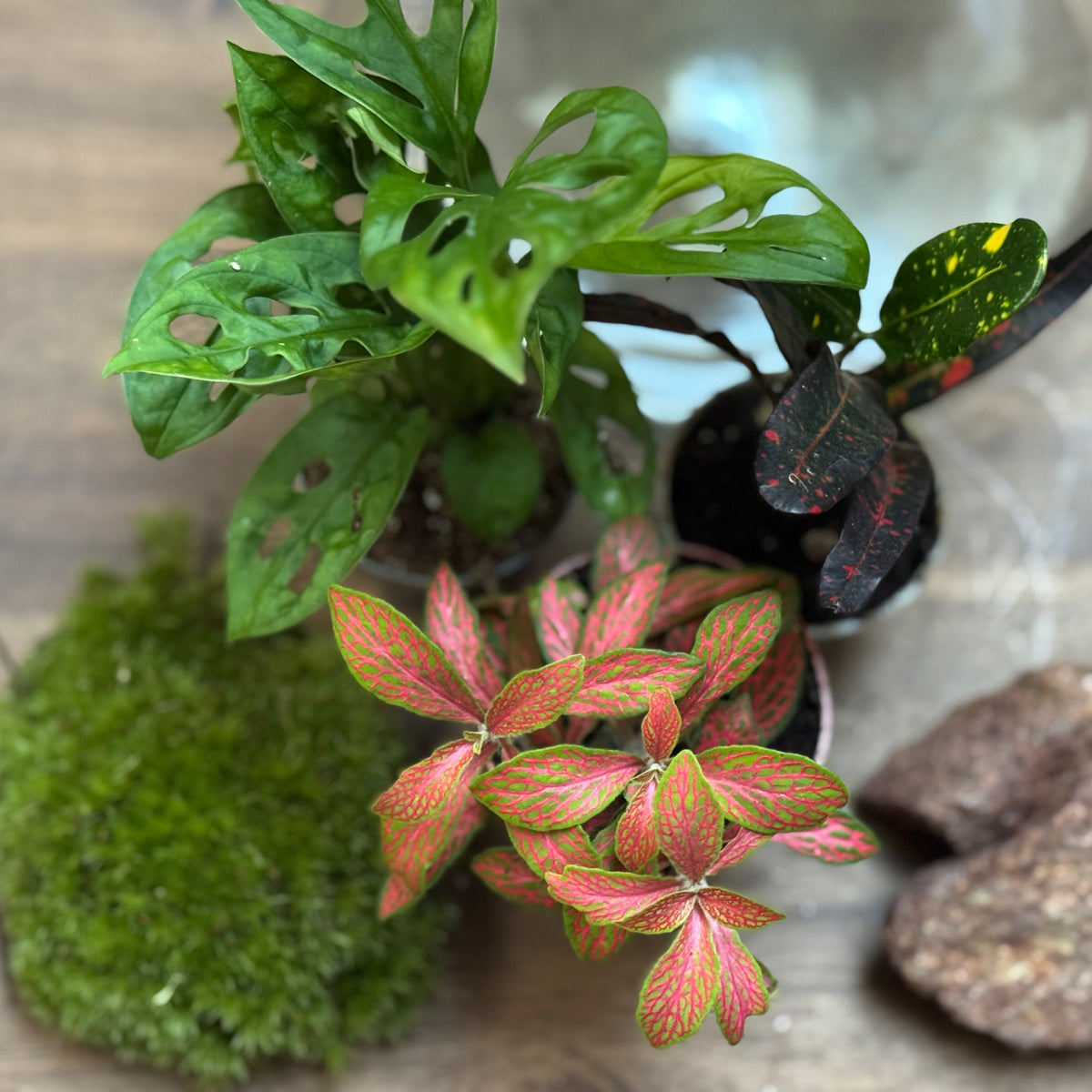 Flaschengarten DIY Set No130 - Monstera adansonii x Codiaeum 'Bush on Fire' x Fittonia