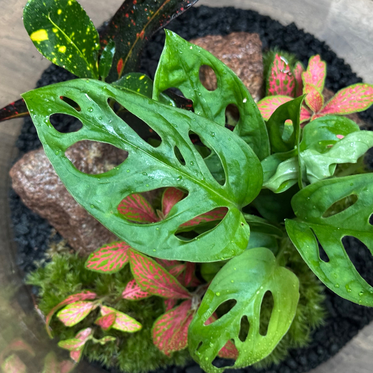 Flaschengarten DIY Set No130 - Monstera adansonii x Codiaeum 'Bush on Fire' x Fittonia