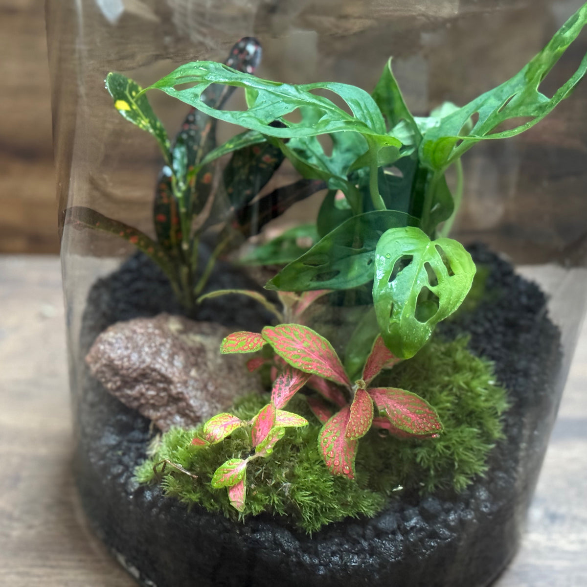 Flaschengarten DIY Set No130 - Monstera adansonii x Codiaeum 'Bush on Fire' x Fittonia