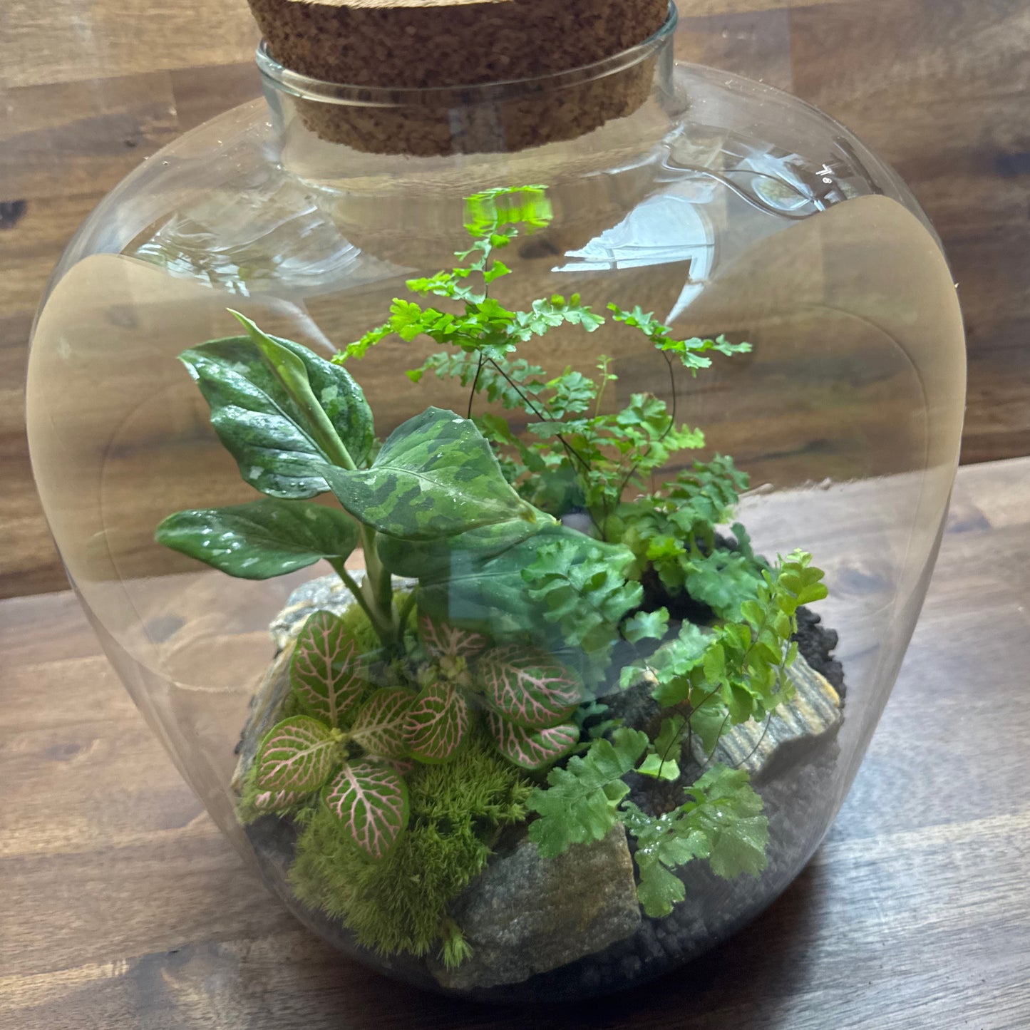Flaschengarten DIY Set No55 - Aglaonema pictum 'Tricolor' x Adiantum hispidulum x Fittona 'Salmon Ruby Lime'