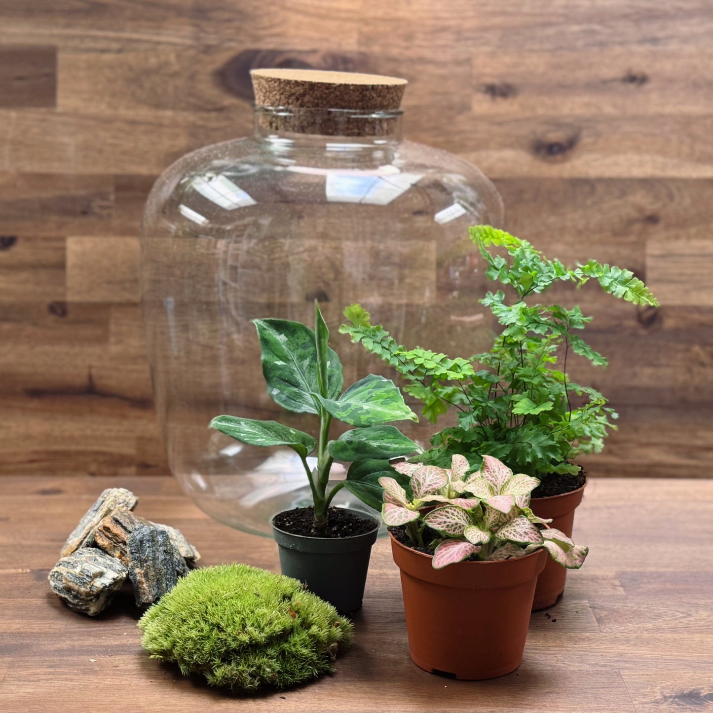 Flaschengarten DIY Set No55 - Aglaonema pictum 'Tricolor' x Adiantum hispidulum x Fittona 'Salmon Ruby Lime'