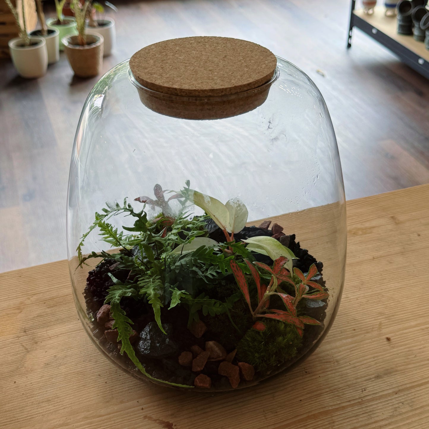 Flaschengarten DIY Set No56 - Philodendron 'Snowdrift' x Fittonia 'Skeleton' x Asplenium ebenoides