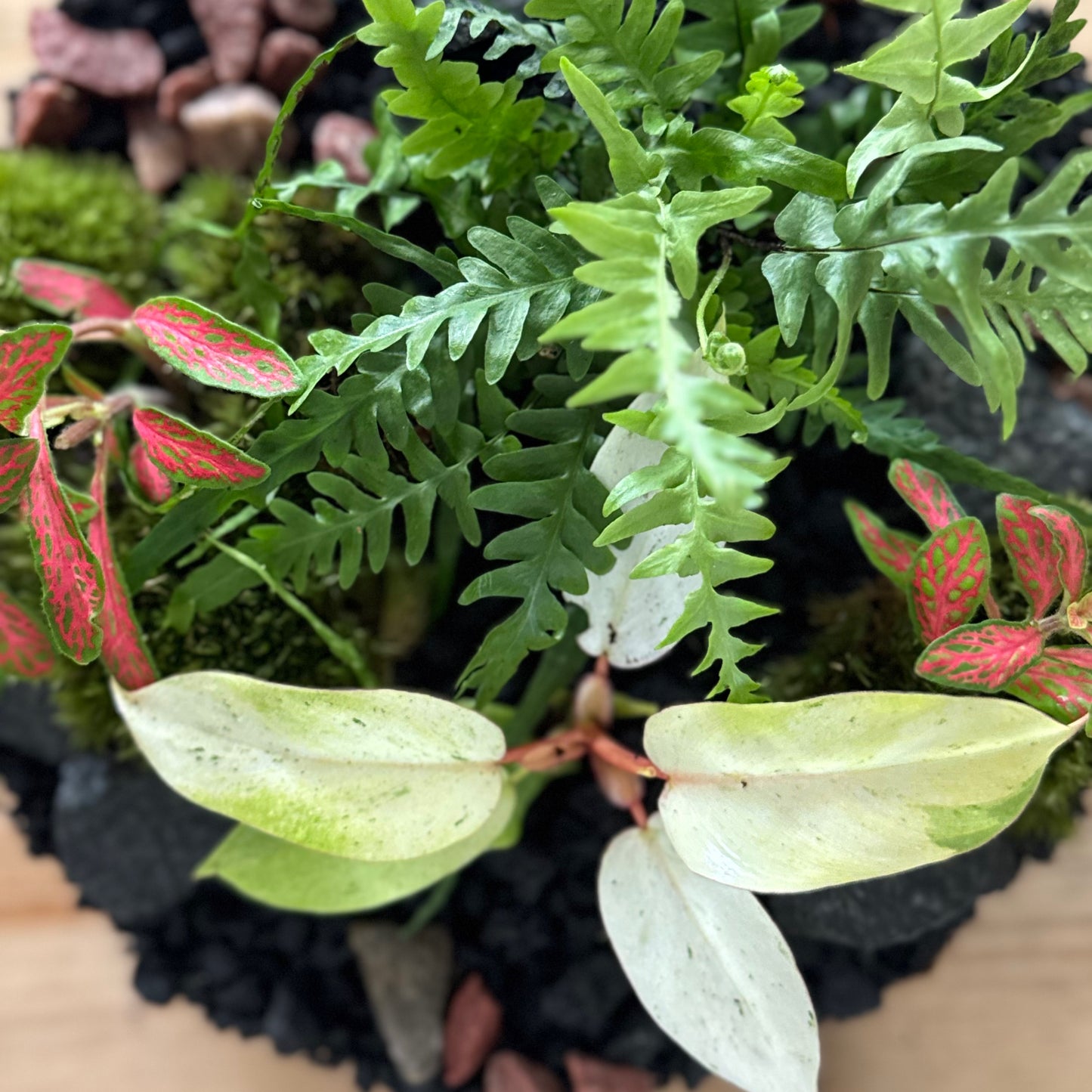 Flaschengarten DIY Set No56 - Philodendron 'Snowdrift' x Fittonia 'Skeleton' x Asplenium ebenoides