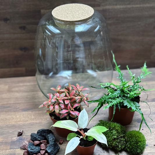 Flaschengarten DIY Set No56 - Philodendron 'Snowdrift' x Fittonia 'Skeleton' x Asplenium ebenoides