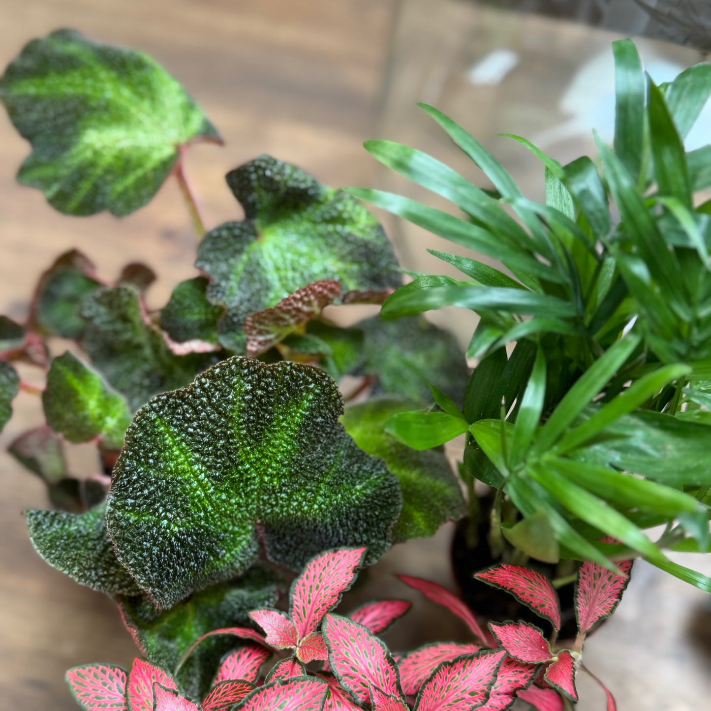 Flaschengarten DIY Set No57 - Begonia solimutata  x Fittonia 'Forest Flame' x Chamaedorea elegans