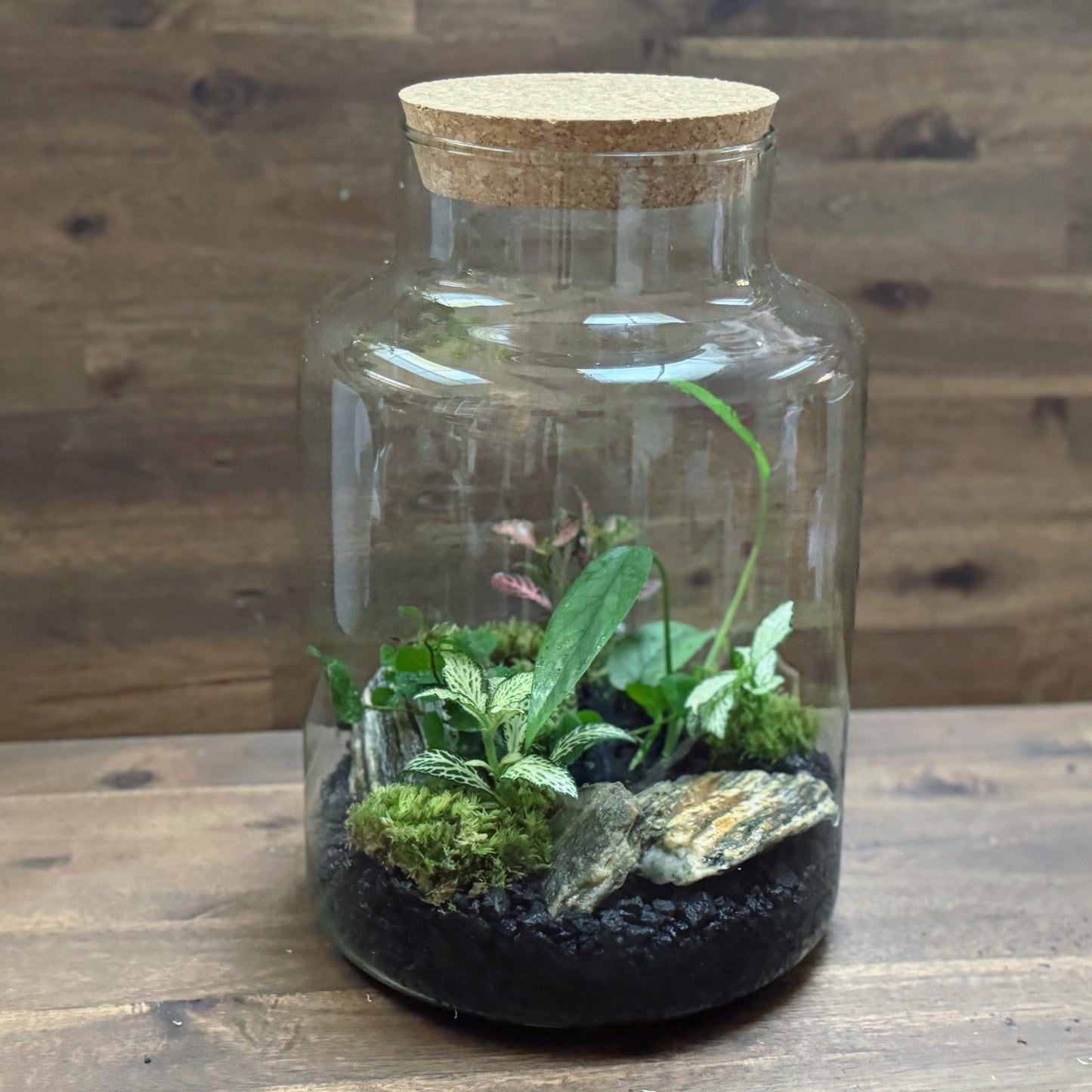 Flaschengarten DIY Set No58 Easy Steckling-Set Epipremnum X Fittonia X Ficus pumila