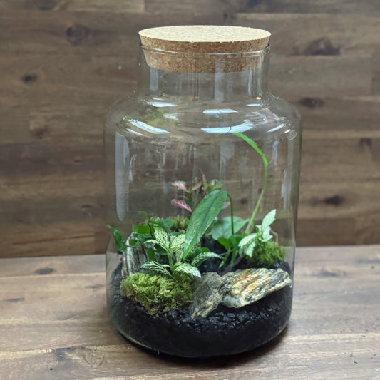 Flaschengarten DIY Set No58 Easy Steckling-Set Epipremnum X Fittonia X Ficus pumila