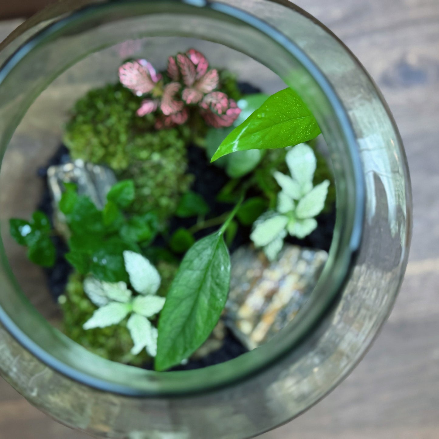 Flaschengarten DIY Set No58 Easy Steckling-Set Epipremnum X Fittonia X Ficus pumila