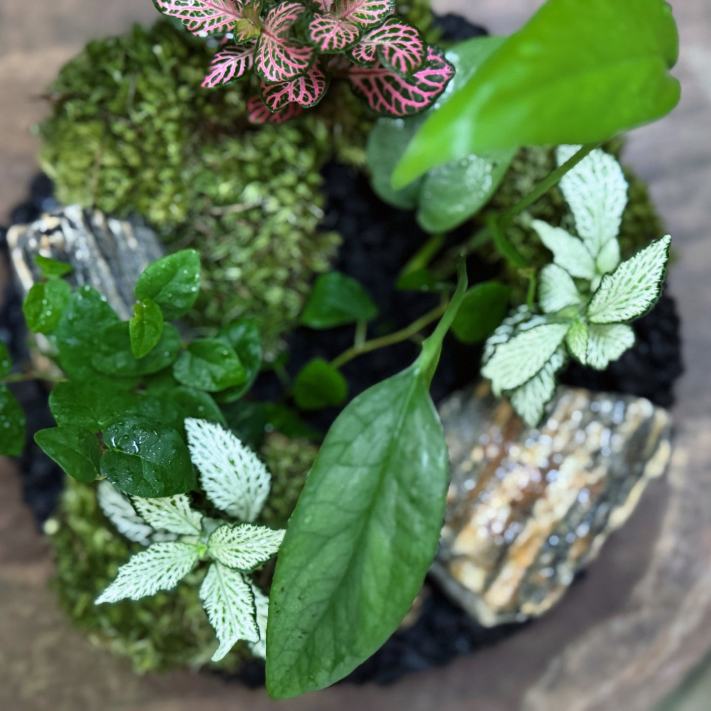 Flaschengarten DIY Set No58 Easy Steckling-Set Epipremnum X Fittonia X Ficus pumila