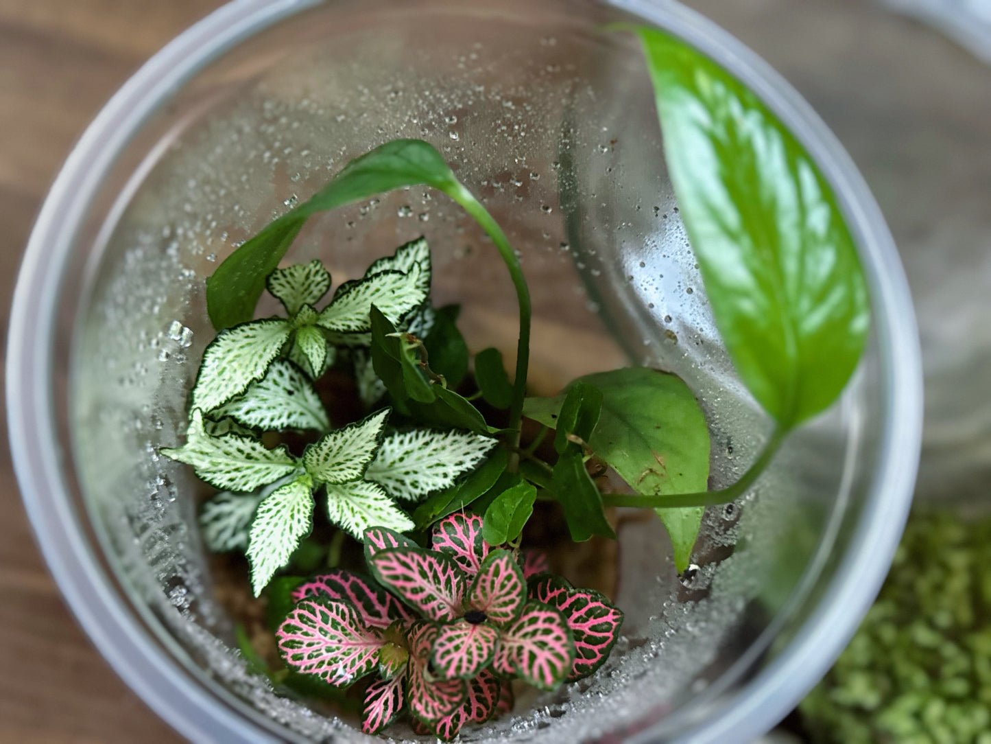 Flaschengarten DIY Set No58 Easy Steckling-Set Epipremnum X Fittonia X Ficus pumila