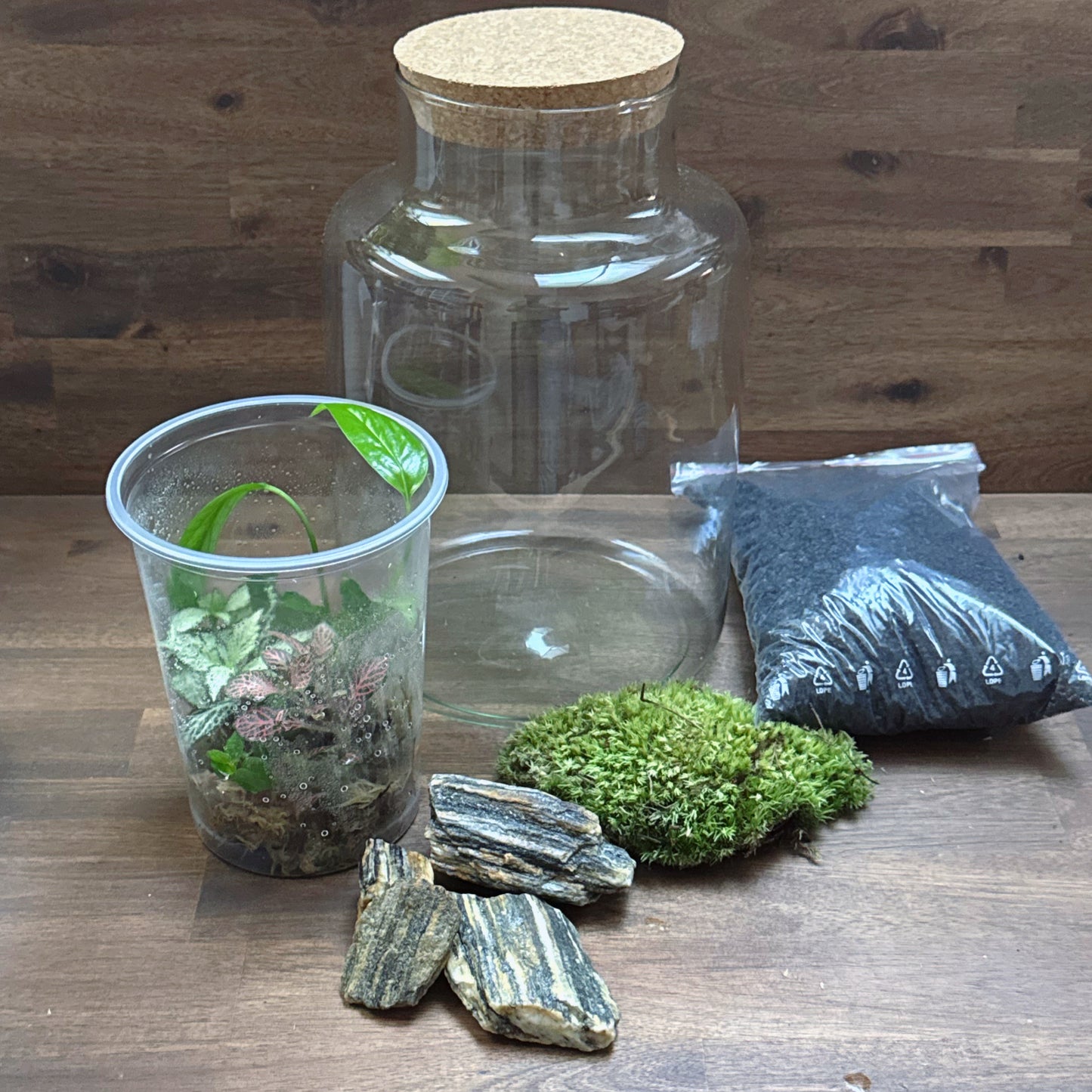 Flaschengarten DIY Set No58 Easy Steckling-Set Epipremnum X Fittonia X Ficus pumila
