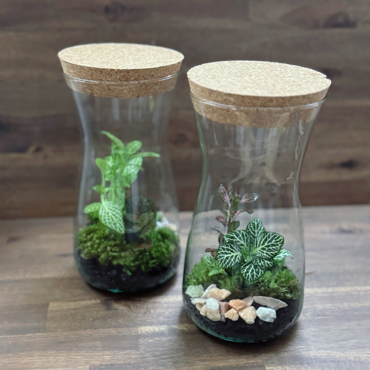 Flaschengarten DIY Set No59 Easy Steckling-Set Fittonia