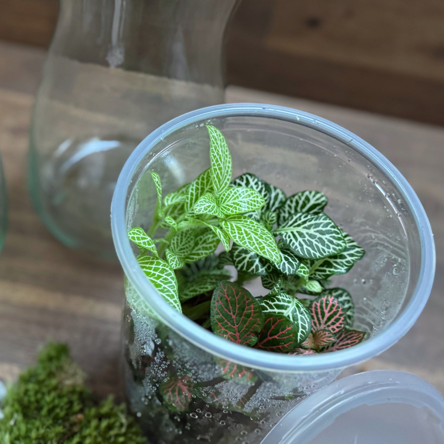 Flaschengarten DIY Set No59 Easy Steckling-Set Fittonia