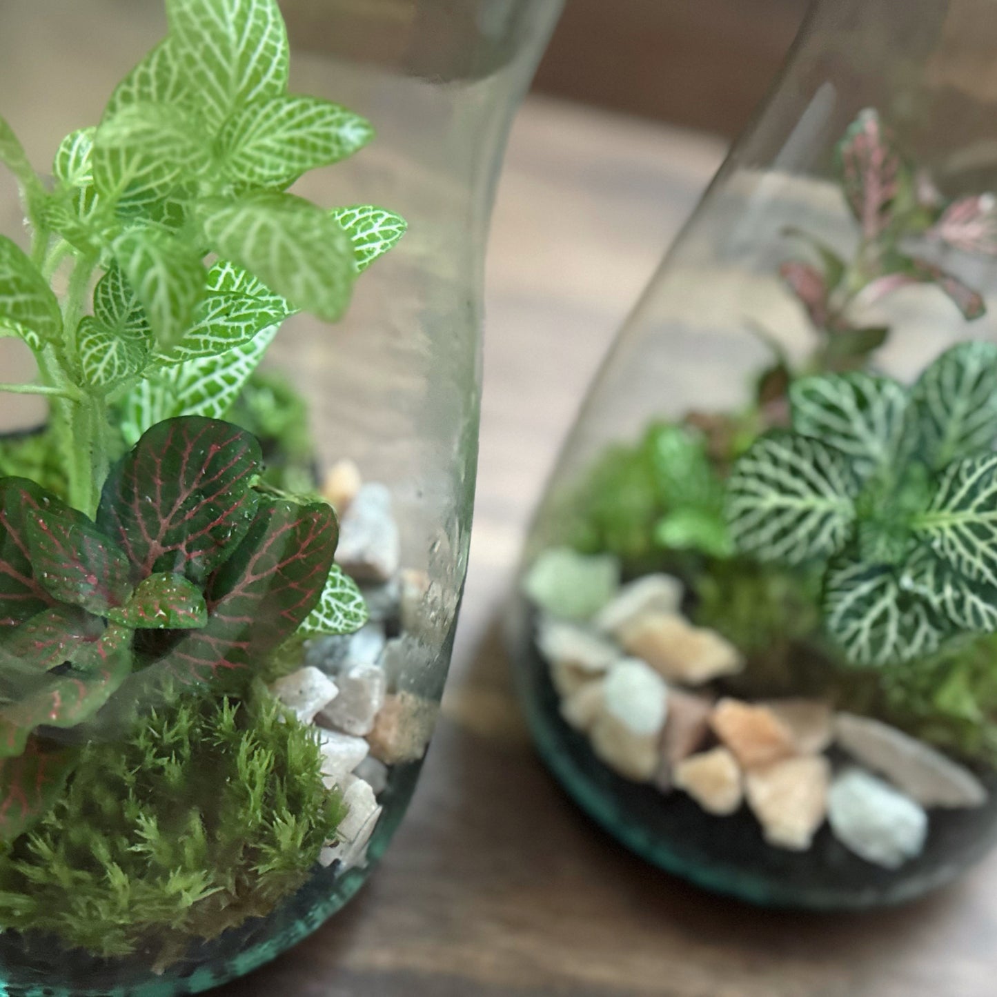 Flaschengarten DIY Set No59 Easy Steckling-Set Fittonia