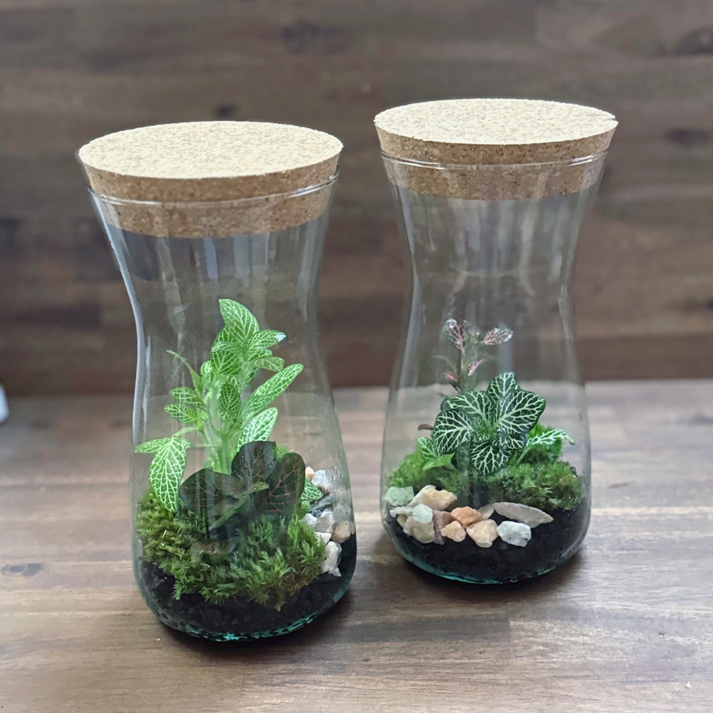 Flaschengarten DIY Set No59 Easy Steckling-Set Fittonia