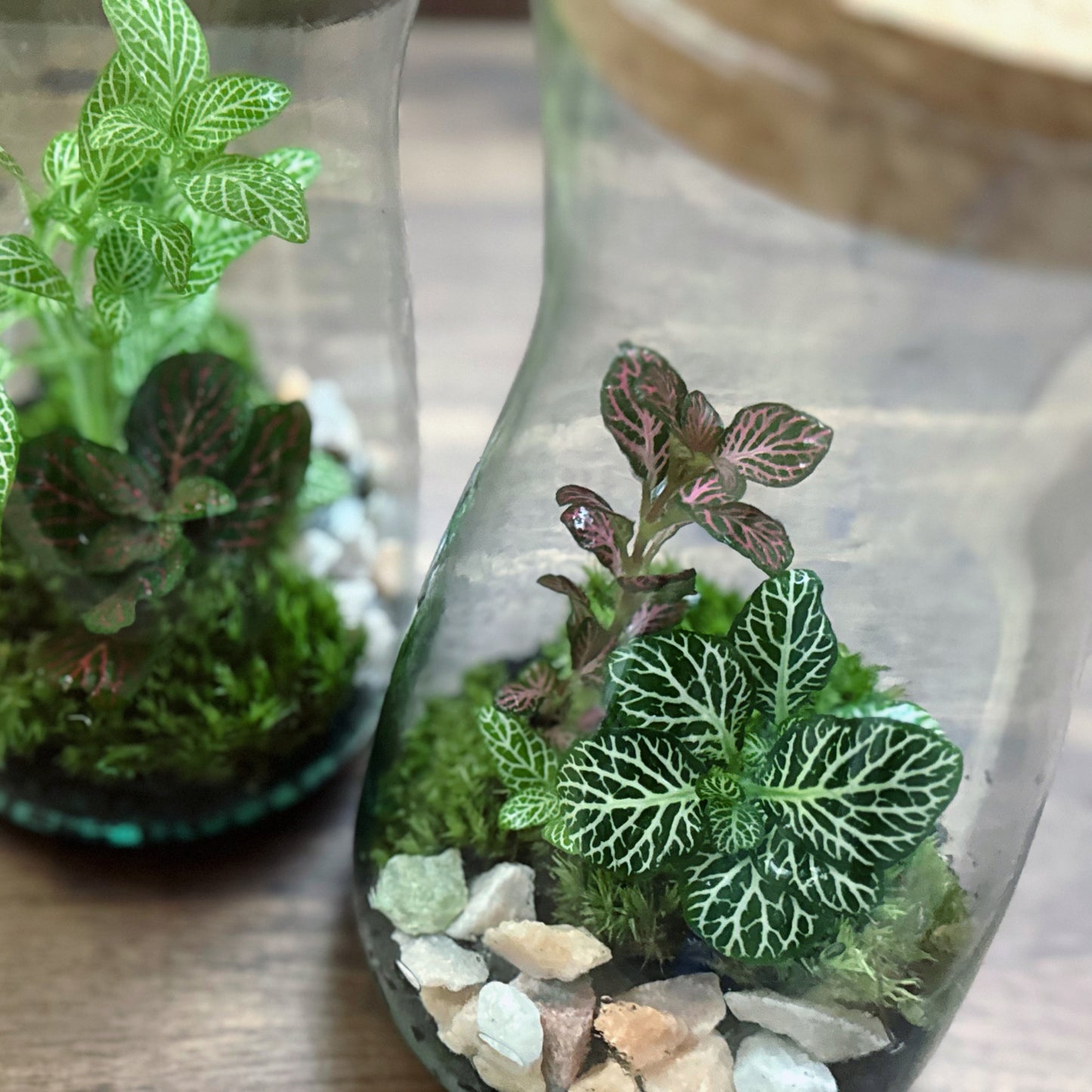 Flaschengarten DIY Set No59 Easy Steckling-Set Fittonia