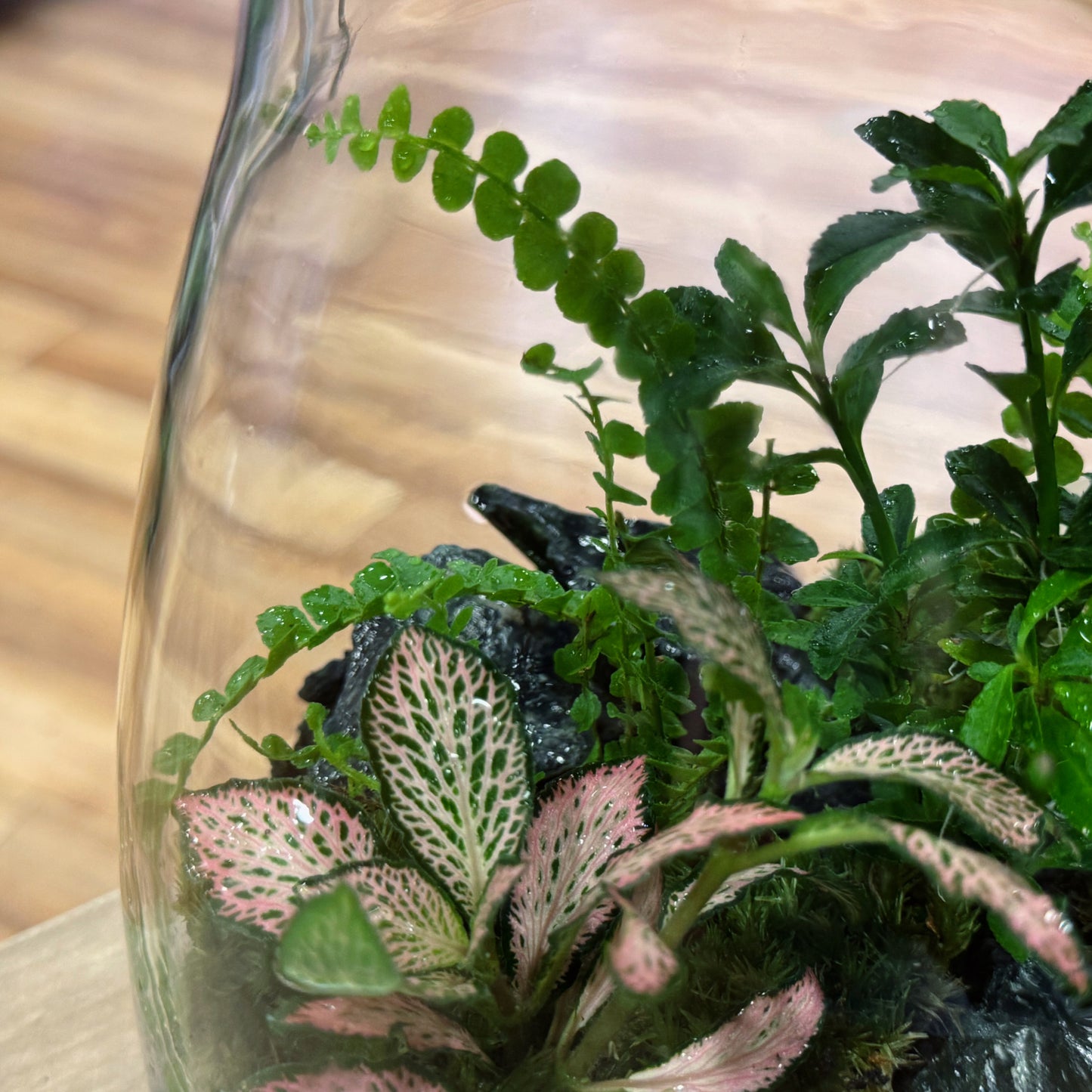 Flaschengarten DIY Set No60 Easy Steckling-Set Nephrolepis X Fittonia X Euonymus