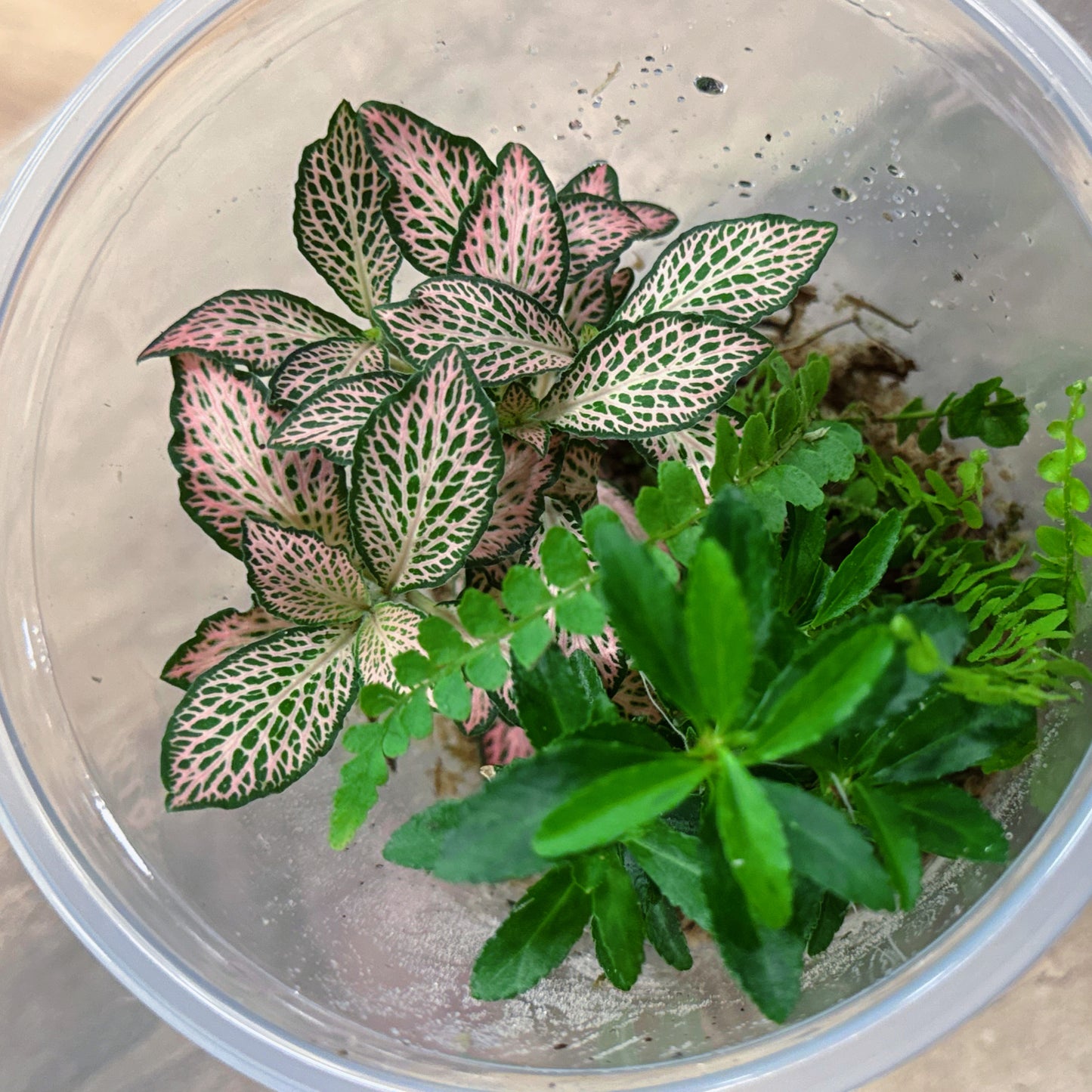 Flaschengarten DIY Set No60 Easy Steckling-Set Nephrolepis X Fittonia X Euonymus