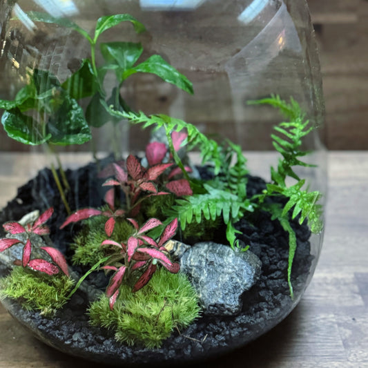 Flaschengarten DIY Set No61 - Asplenium ebenoides  x Fittonia 'Forest Flame' x Coffea arabica