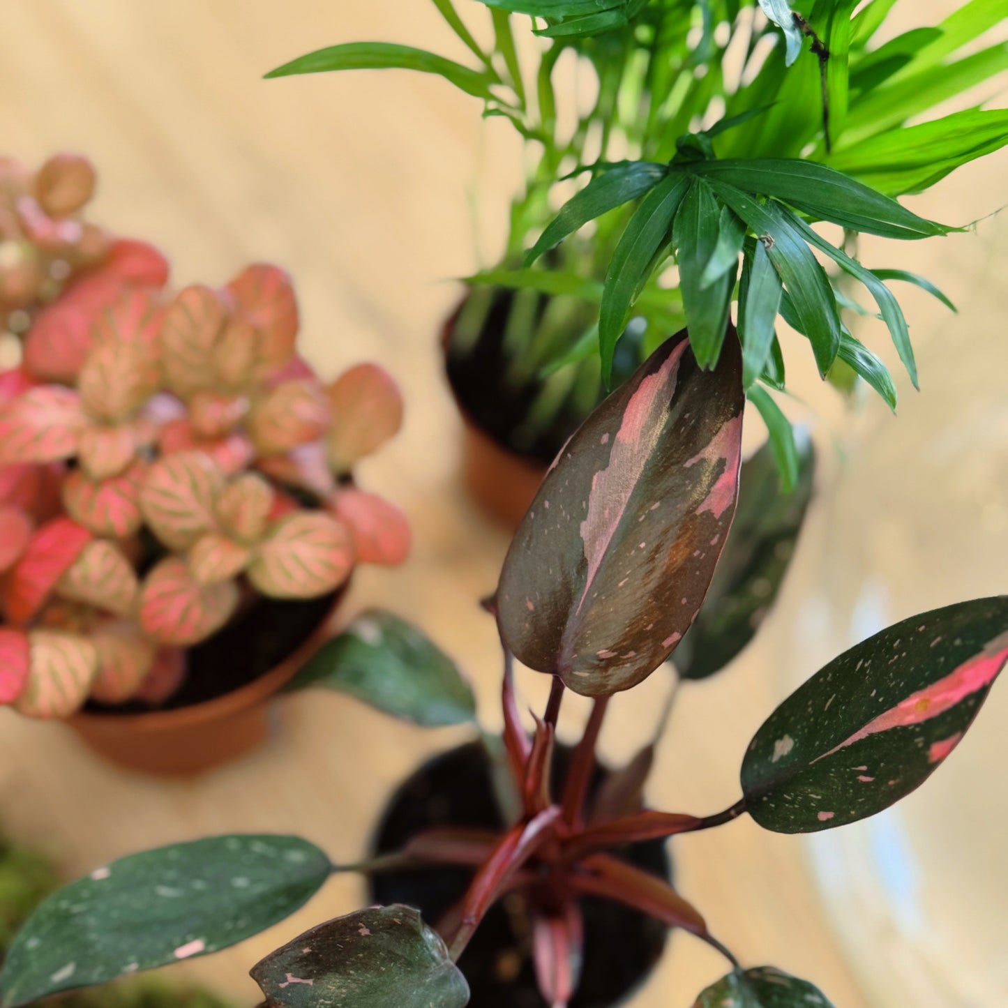 Flaschengarten DIY Set No62 - 'Pink Princess Marble'  x Fittonia 'Pink Special' x Chamaedorea elegans