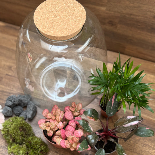 Flaschengarten DIY Set No62 - 'Pink Princess Marble'  x Fittonia 'Pink Special' x Chamaedorea elegans