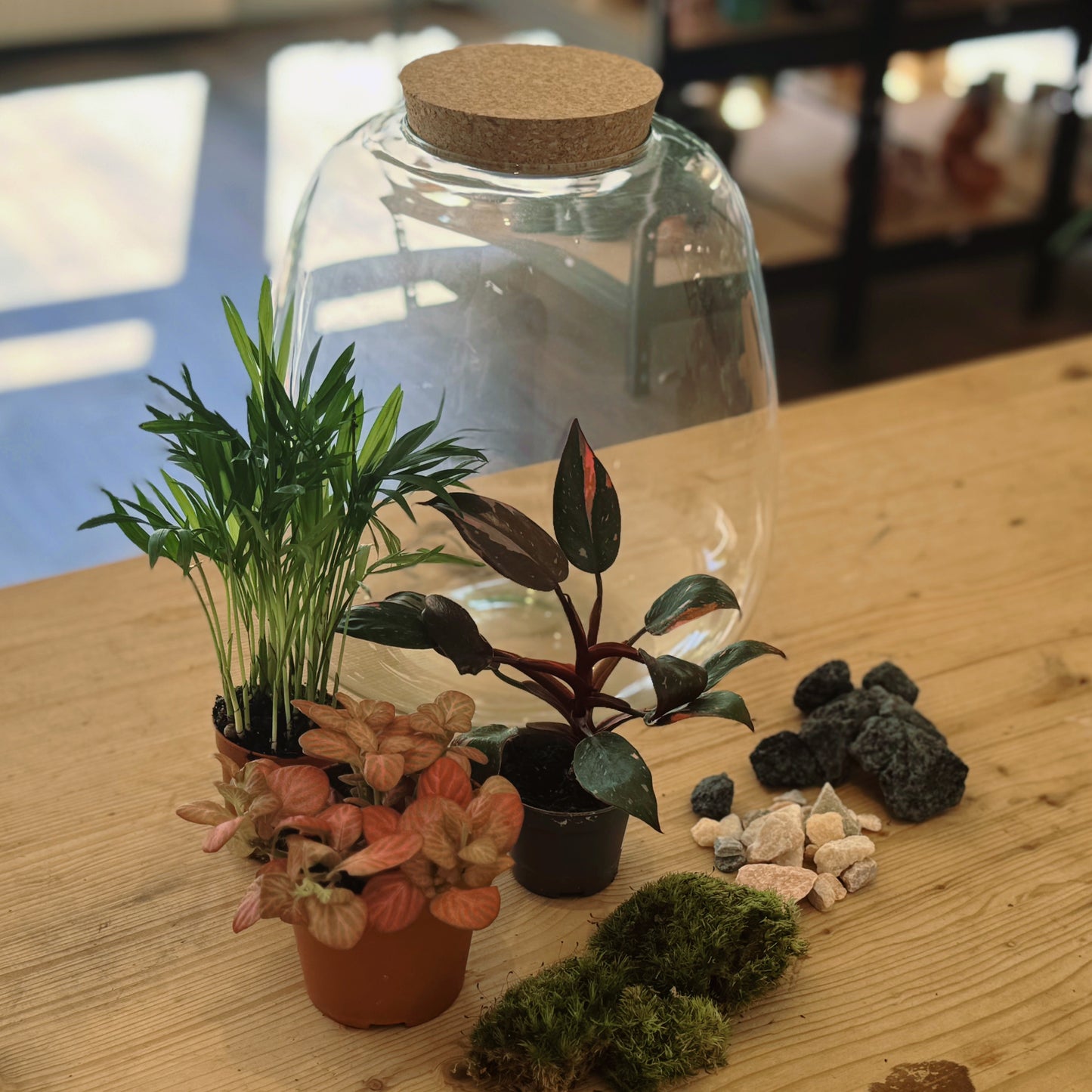 Flaschengarten DIY Set No62 - 'Pink Princess Marble'  x Fittonia 'Pink Special' x Chamaedorea elegans