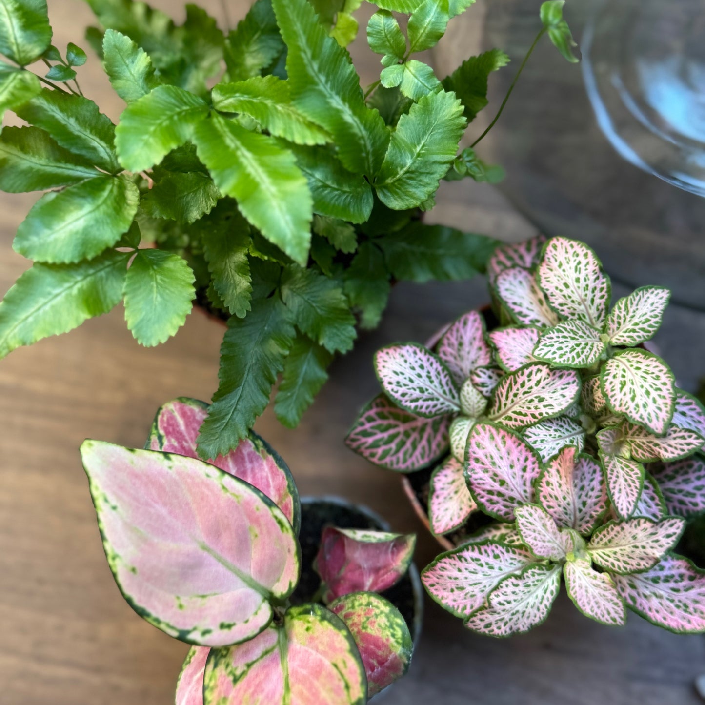 Flaschengarten DIY Set No63 - Pteris cretica  x Fittonia 'Salmon Ruby Lime' x Aglaonema 'Red Valentine'