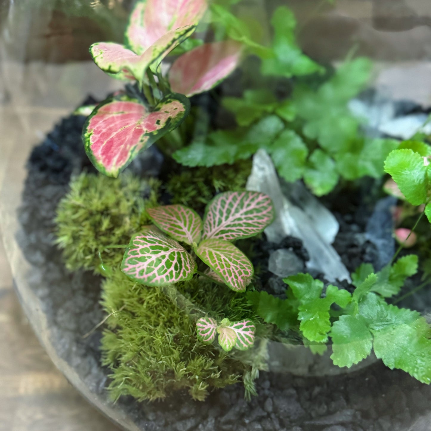Flaschengarten DIY Set No63 - Pteris cretica  x Fittonia 'Salmon Ruby Lime' x Aglaonema 'Red Valentine'