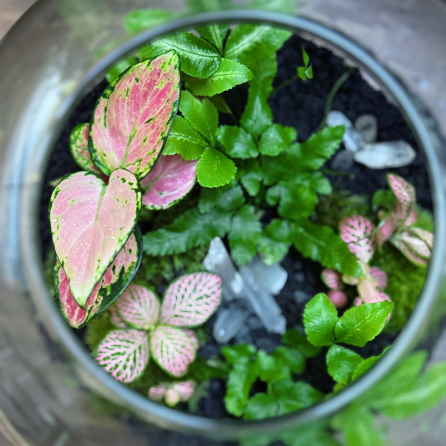 Flaschengarten DIY Set No63 - Pteris cretica  x Fittonia 'Salmon Ruby Lime' x Aglaonema 'Red Valentine'