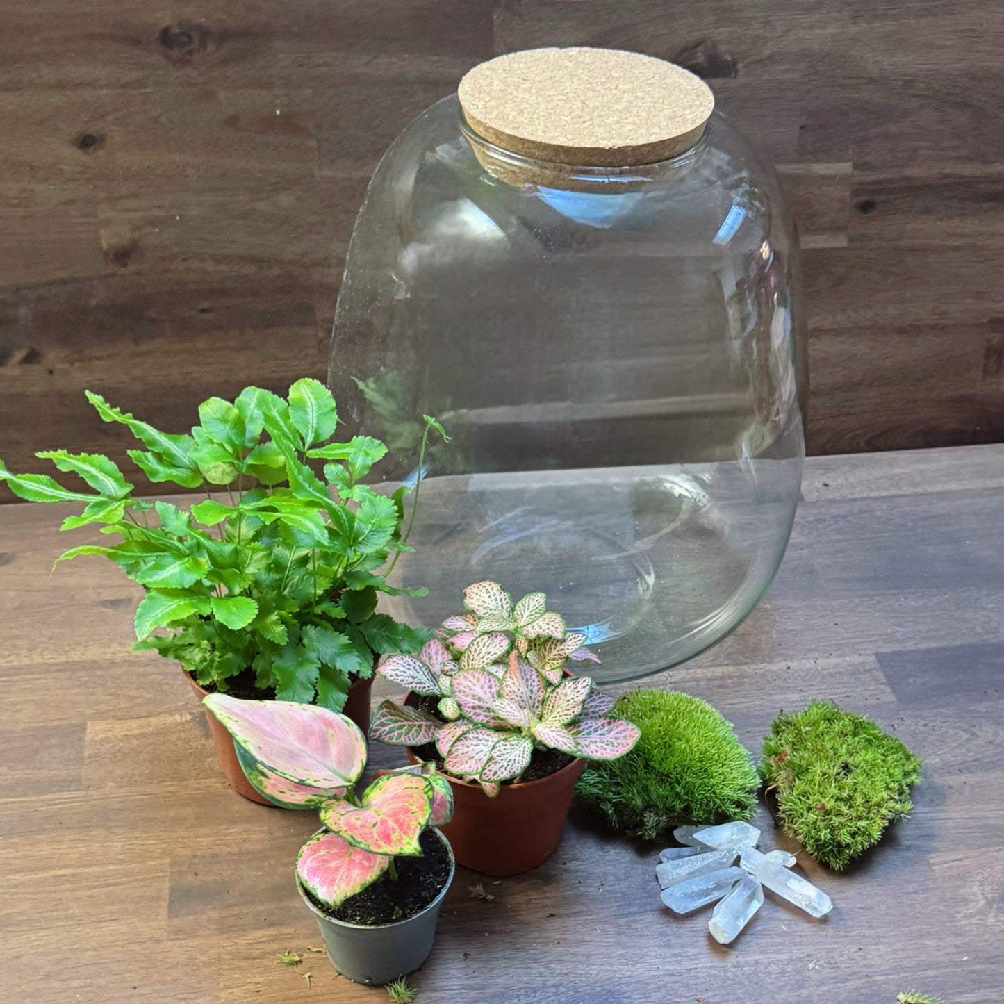 Flaschengarten DIY Set No63 - Pteris cretica  x Fittonia 'Salmon Ruby Lime' x Aglaonema 'Red Valentine'
