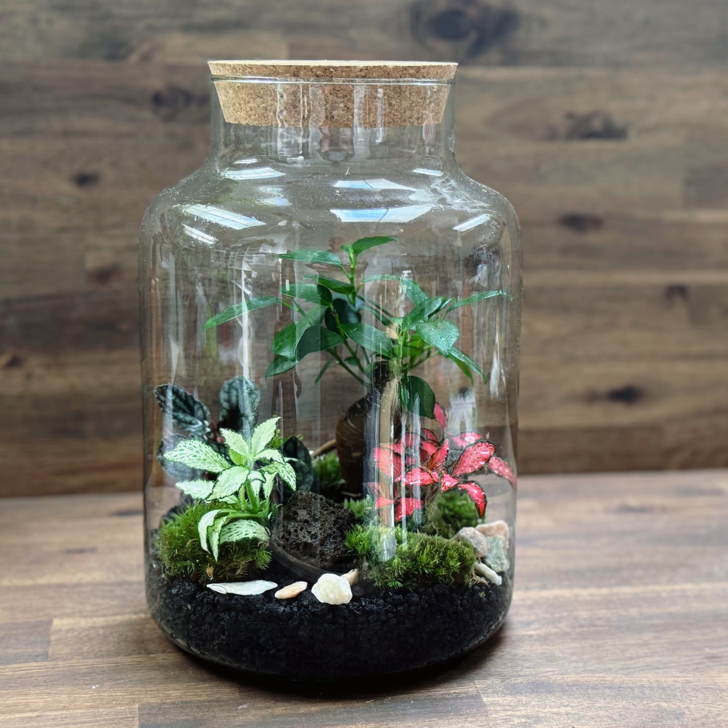Flaschengarten DIY Set No64 - Ficus microcarpa 'Ginseng' x Fittonia x Pellionia pulchra